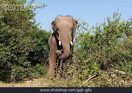 
                Gestrüpp, Elefant                   