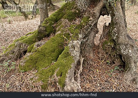 
                Moss, Tree Root                   