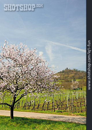 
                Frühling, Mandelbaum, Mandelblüte, Weinlandschaft                   