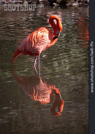 
                Flamingo, Kubaflamingo                   