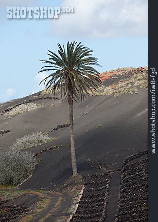 
                Lanzarote, Palme, Nationalpark Timanfaya                   