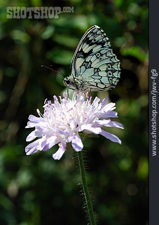 
                Butterfly, Marbled White, Board                   