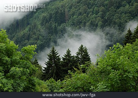
                Wald, Nebel, Schwarzwald, Nebelschwaden, Mischwald                   