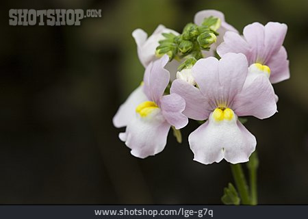 
                Blüte, Nemesia Fruticans                   