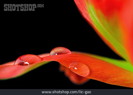 
                Wassertropfen, Blütenblatt                   