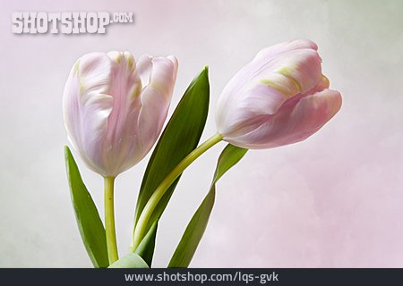 
                Tulpe, Frühling, Tulpenblüte                   
