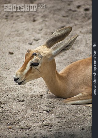 
                Gazelle                   