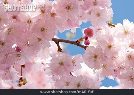 
                Blüte, Kirschblüte, Japanische Blütenkirsche                   