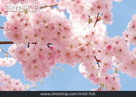 
                Blüte, Kirschblüte, Japanische Blütenkirsche                   