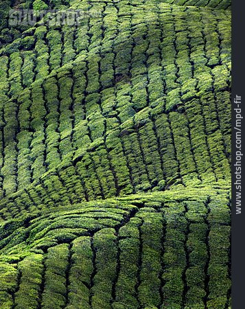
                Teeplantage, Cameron Highlands                   