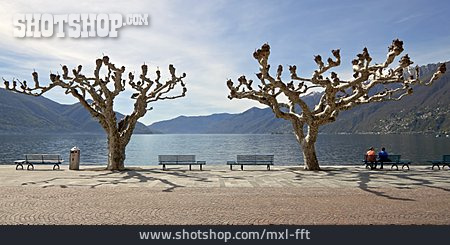 
                Baum, Ufer, Platane, Lago Maggiore, Uferpromenade                   