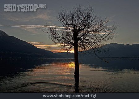 
                Baum, See, Lago Maggiore                   