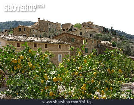 
                Dorf, Mallorca, Zitronenbaum                   