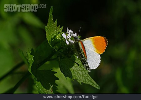 
                Schmetterling, Aurorafalter                   