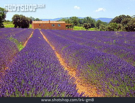
                Südfrankreich, Lavendel, Lavendelfeld                   