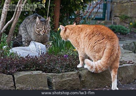 
                Konfrontation & Rivalität, Katze                   