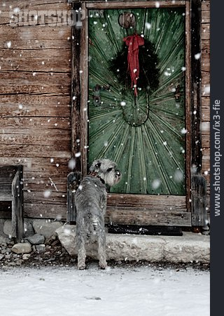 
                Winter, Hund, Ausgesperrt                   