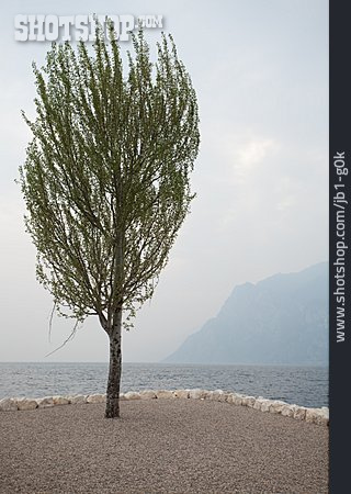 
                Baum, Gardasee                   