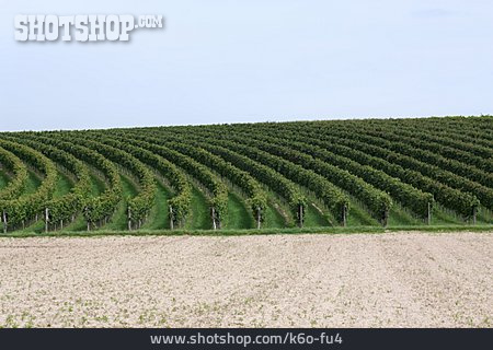 
                Weinanbau, Weinanbaugebiet                   