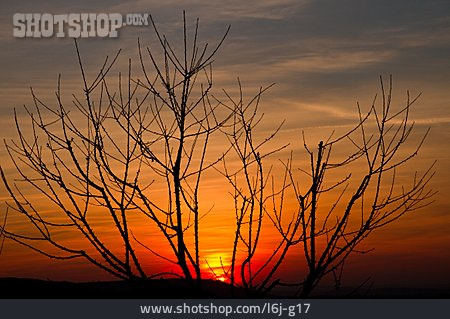 
                Sonnenuntergang, Baum, Silhouette                   