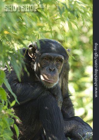 
                Affe, Schimpanse                   