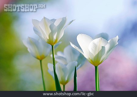 
                Frühling, Frühlingserwachen, Tulpenblüte                   