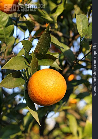 
                Apfelsine, Orangenbaum                   