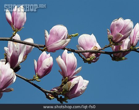 
                Blüte, Magnolie, Magnolienbaum                   