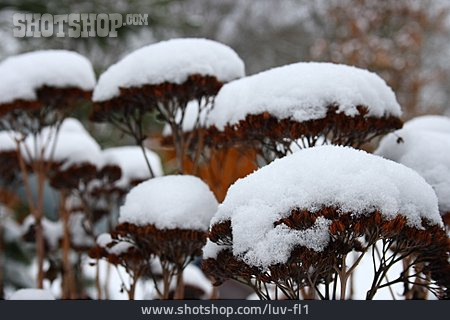 
                Pflanze, Verschneit, Schneehaube                   