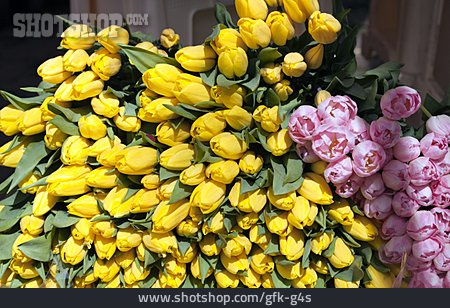 
                Tulpe, Schnittblume, Tulpenblüte                   