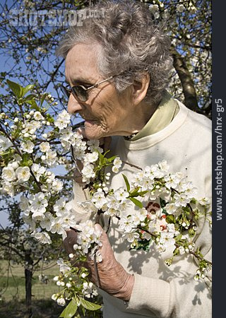 
                Seniorin, Kirschblüte, Riechen                   