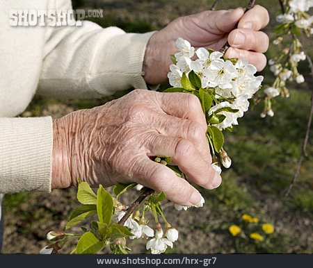 
                Blüte, Kirschblüte, Hand                   