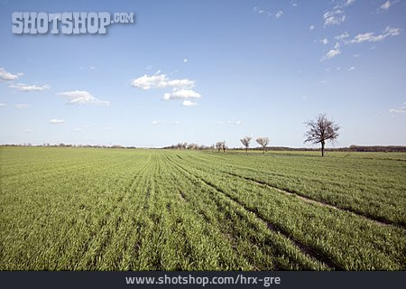 
                Getreidefeld, Getreideanbau                   