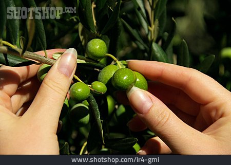 
                Pflücken, Olive                   