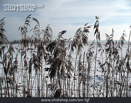 
                Winter Landscape, Reed                   