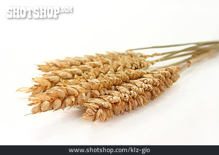 
                Weizenähre, Getreideähre                   