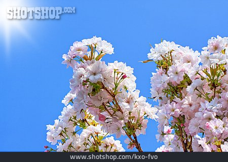 
                Kirschblüte, Frühling, Japanische Blütenkirsche                   
