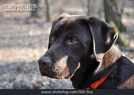 
                Hund, Labrador Retriever, Tierporträt                   