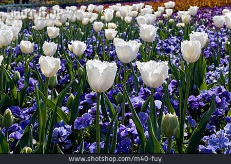 
                Tulpe, Stiefmütterchen, Blumenbeet                   