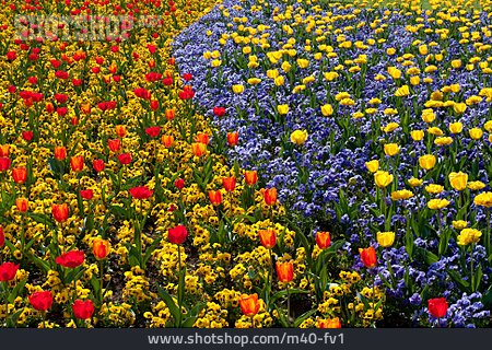 
                Tulpe, Stiefmütterchen, Blumenbeet                   