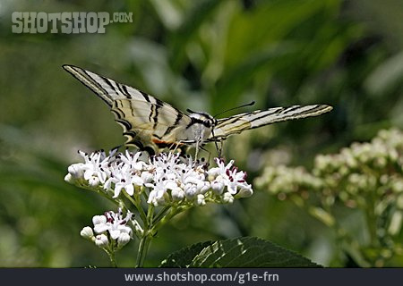 
                Schmetterling, Holunderblüte, Segelfalter                   