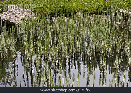 
                Teich, Wasserspiegelung, Tannenwedel                   