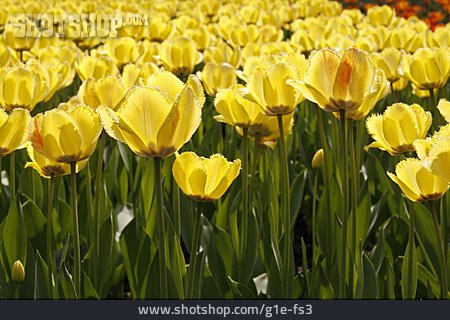 
                Tulips, Fringed Tulip                   