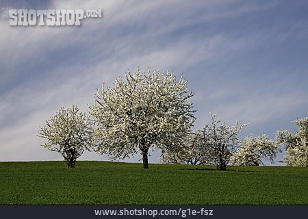 
                Kirschblüte, Frühling, Baumblüte                   