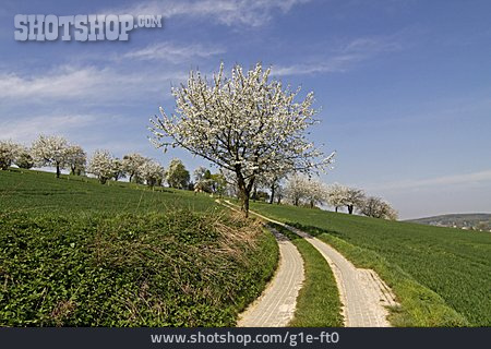 
                Kirschblüte, Frühling, Baumblüte                   