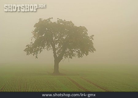 
                Baum, Feld, Nebel                   