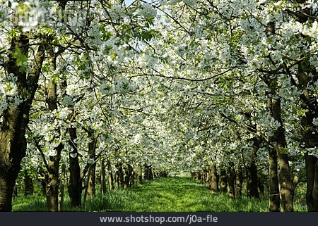 
                Kirschblüte, Obstplantage                   