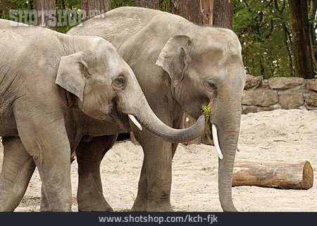 
                Feeding, Feeding, Elephant                   
