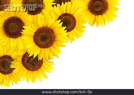 
                Sonnenblume, Sonnenblumenblüte                   