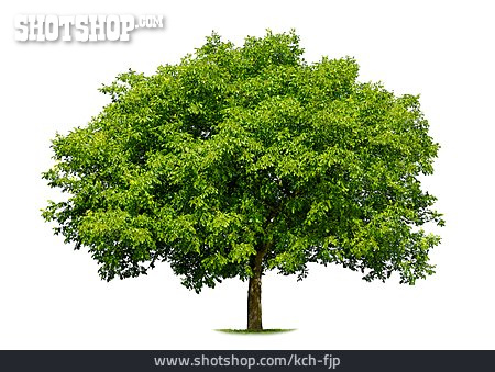 
                Baum, Walnussbaum                   
